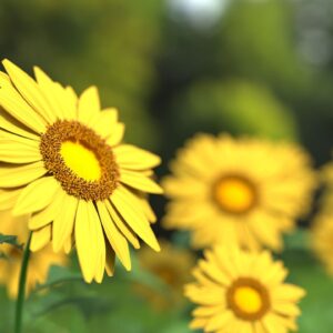 Yellow sunflower with yellow centers