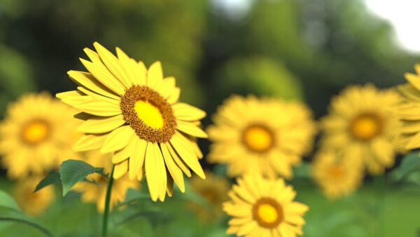 Yellow sunflower with yellow centers