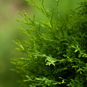 flat evergreen arborvitae leaves