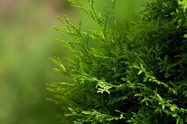 flat evergreen arborvitae leaves