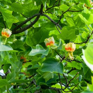 yellow bowl shaped blooms with orange centers of the tulip poplar tree