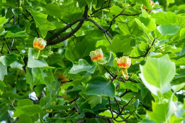 yellow bowl shaped blooms with orange centers of the tulip poplar tree