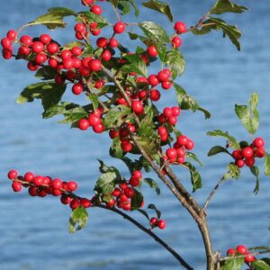 Bright red berries on winterberry with backdrop of blue water