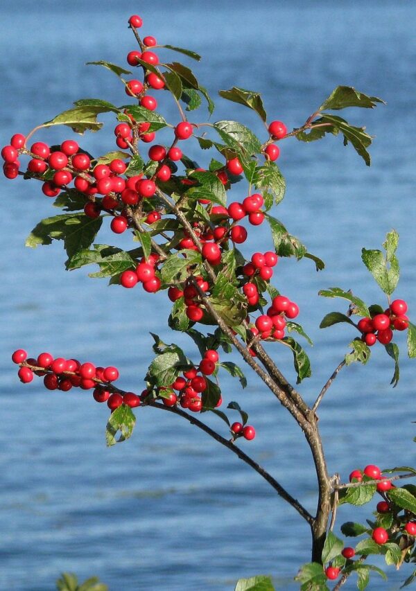 Bright red berries on winterberry with backdrop of blue water