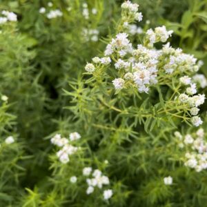 White flowers on long green stems of the mountain mint plant.