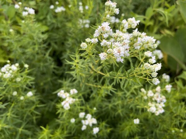 White flowers on long green stems of the mountain mint plant.