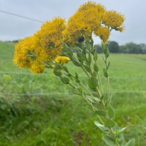 Golden yellow flowers of the stiff goldenrod with a large green meadow in background