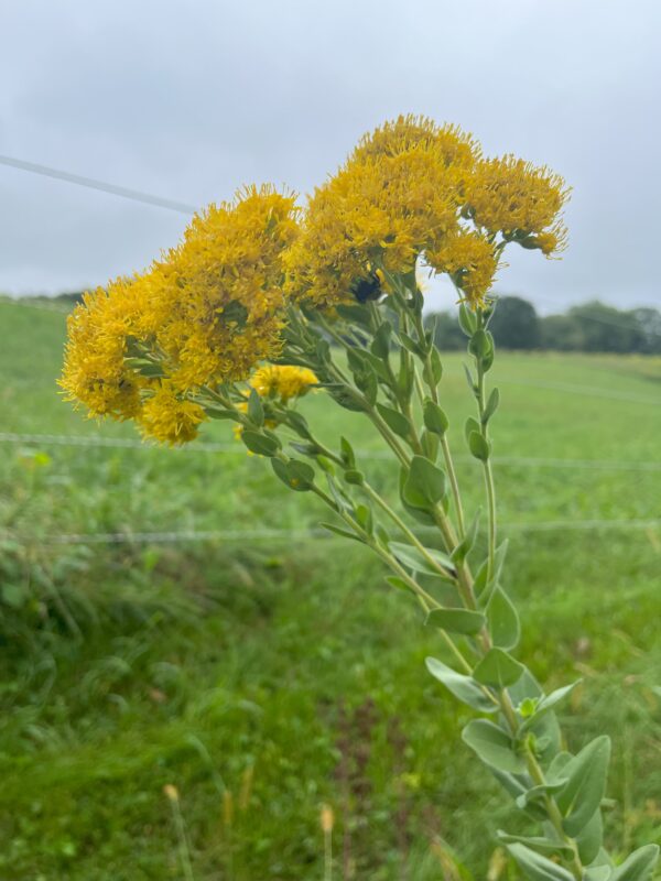 Golden yellow flowers of the stiff goldenrod with a large green meadow in background