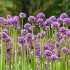 Purple-top globe-like flowers on top of long stems