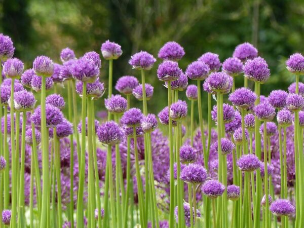 Purple-top globe-like flowers on top of long stems