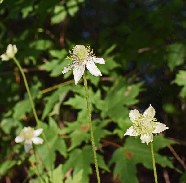 Small creamy white, star-shaped flowers in woodland