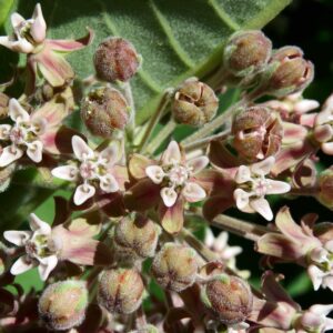 light pink clumping flowers of a prairie milkweed bloom