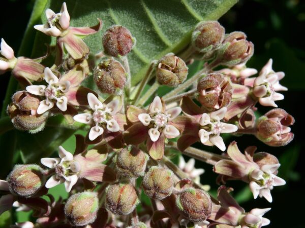 light pink clumping flowers of a prairie milkweed bloom