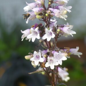 Light pink bell shaped flowers of calico beardtongue