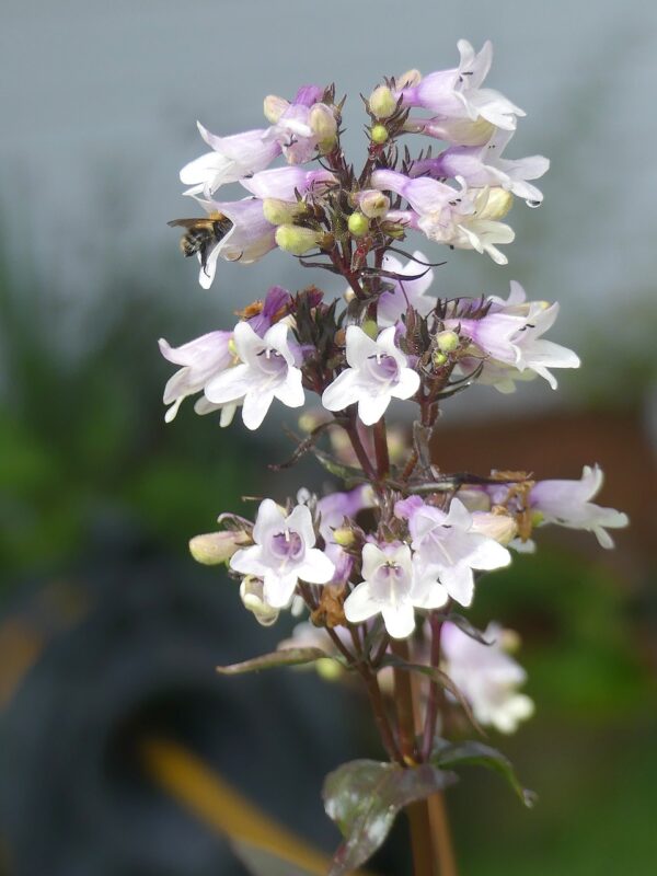 Light pink bell shaped flowers of calico beardtongue