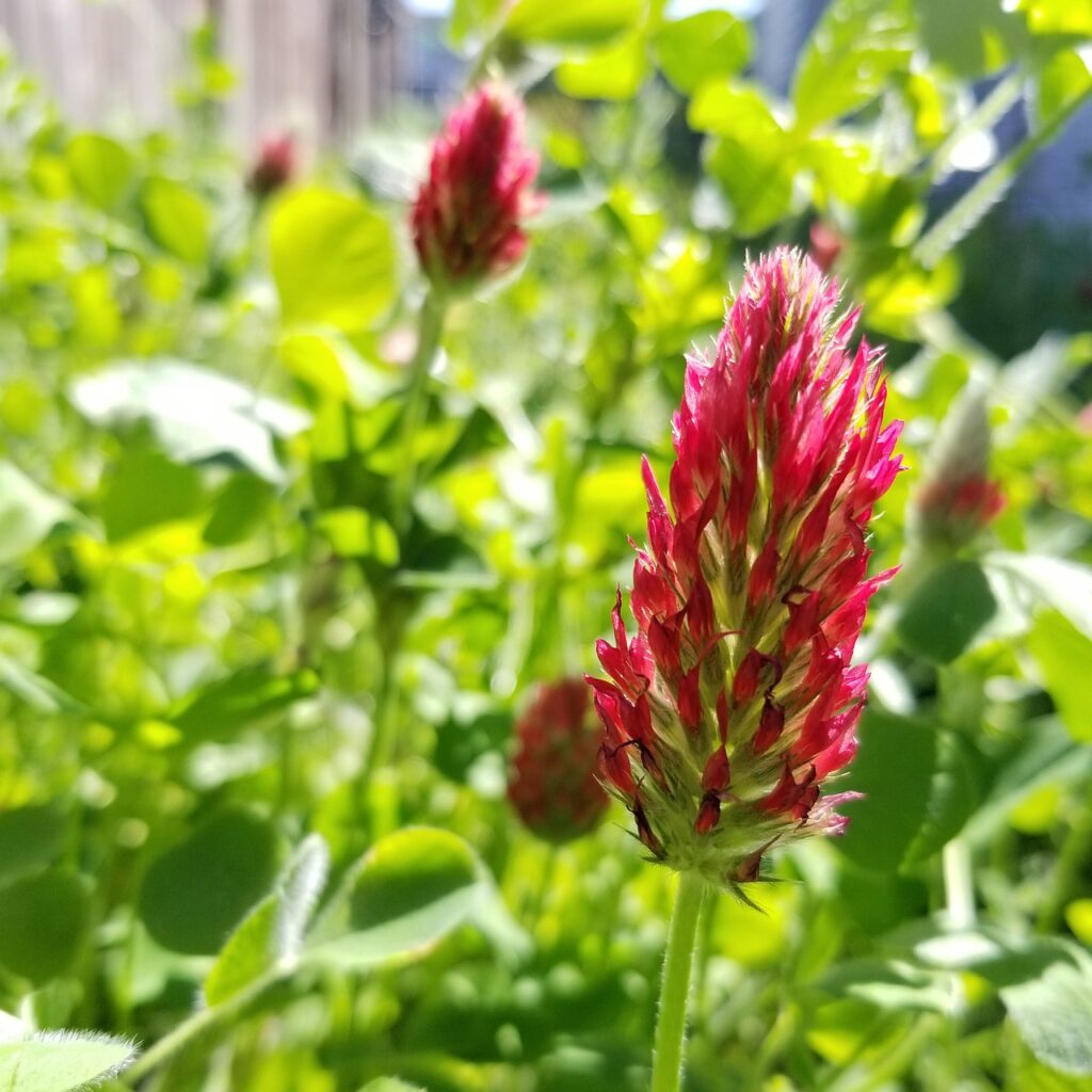 Crimson red clover in bloom