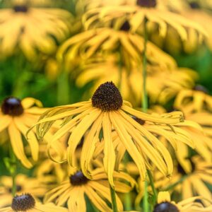 Yellow flower with black center of the cone flower varieties