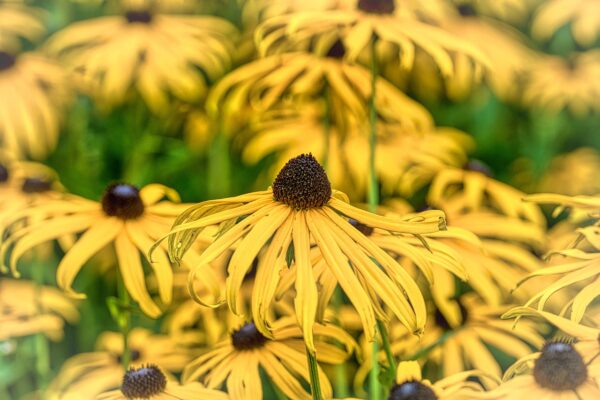 Yellow flower with black center of the cone flower varieties