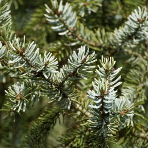 Silvery-green and blue evergreen needles of a spruce tree