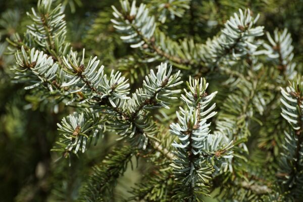 Silvery-green and blue evergreen needles of a spruce tree