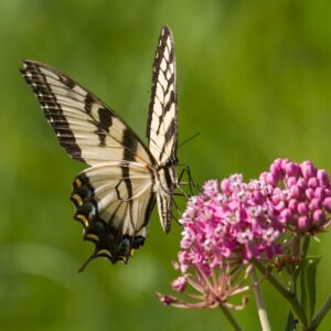 rose-pink clustered flowers with yellow swallowtail butterfly