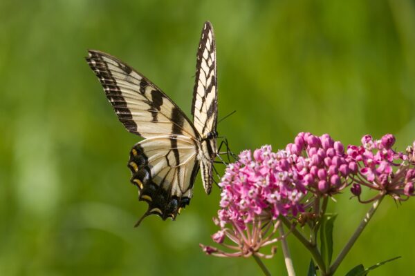 rose-pink clustered flowers with yellow swallowtail butterfly