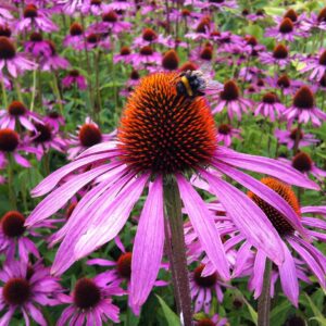 purple daisy-like petal with yellow and orange large prickly center. A bee is harvesting pollen.