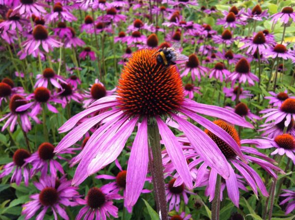 purple daisy-like petal with yellow and orange large prickly center. A bee is harvesting pollen.