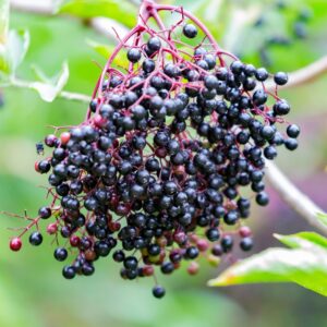 small purple elderberries berries in a clump