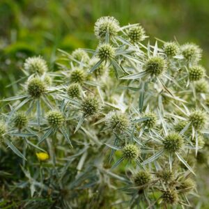 pom-pom shaped green balls with white petals clustered in a bunch