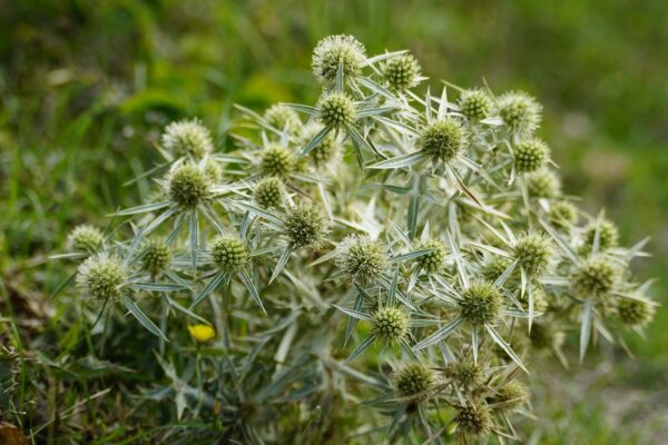 pom-pom shaped green balls with white petals clustered in a bunch