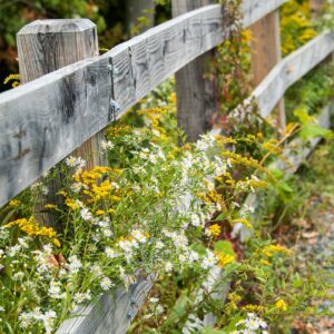 White, tiny daisy-like flowers on long stems planted by a white picket fence.