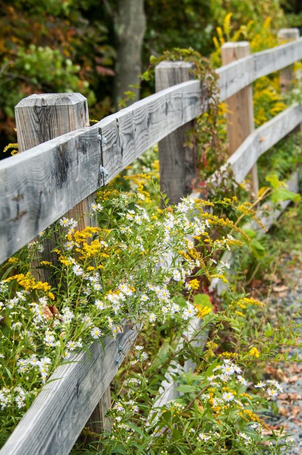 White, tiny daisy-like flowers on long stems planted by a white picket fence.