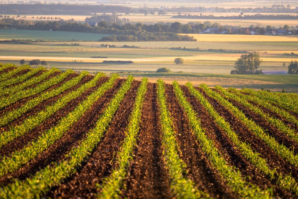 rows of young corn rows in a Midwest farm