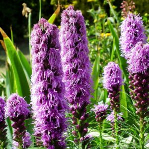 tall purple spiky flowers in a group