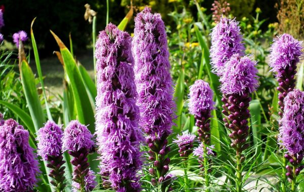 tall purple spiky flowers in a group