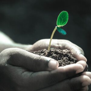 small sprout in a man's hand with soil