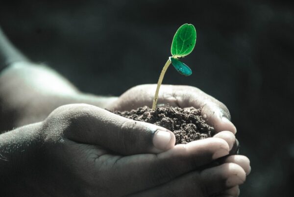 small sprout in a man's hand with soil