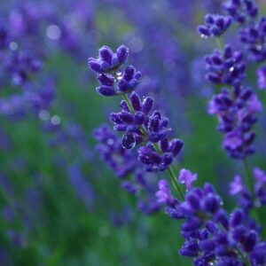 Bright blue-purple lavender plant blooms