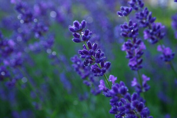 Bright blue-purple lavender plant blooms