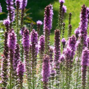 Spiky purple flowers in a meadow