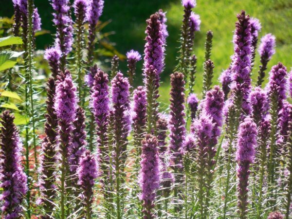 Spiky purple flowers in a meadow