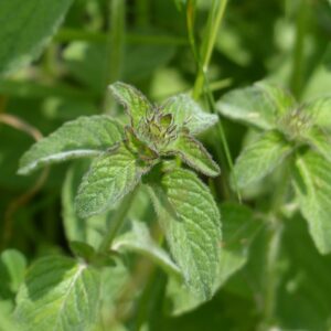 green, heavily wrinkled leaves of mountain mint