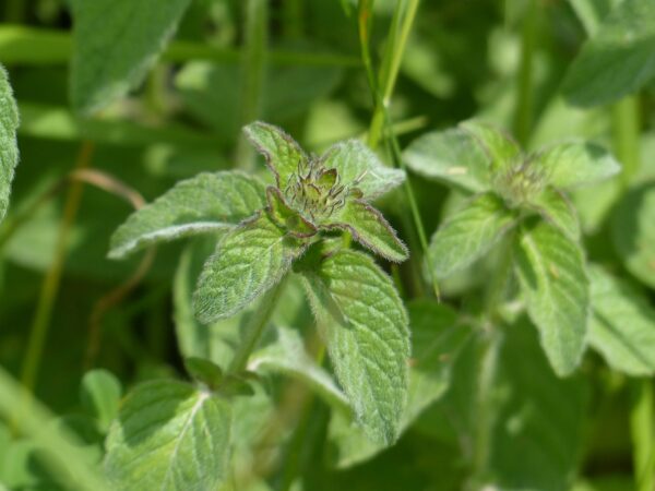 green, heavily wrinkled leaves of mountain mint