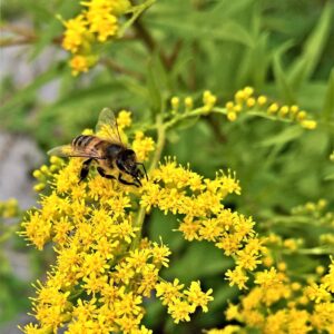 bright yellow individual clusters of goldenrod with a honey bee gathering pollen