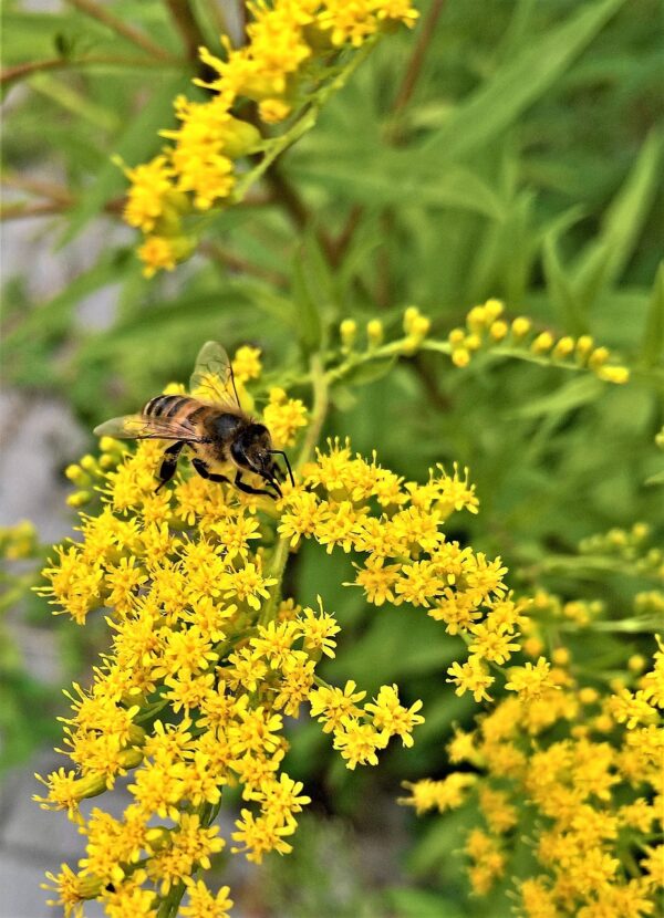 bright yellow individual clusters of goldenrod with a honey bee gathering pollen