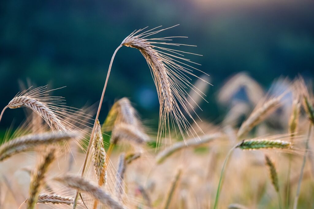 Winter rye seed head