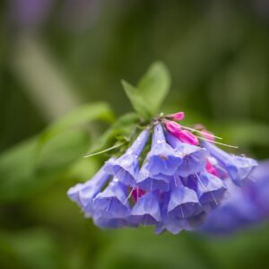 dainty blue bells clustered on a low growing plant