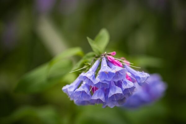 dainty blue bells clustered on a low growing plant