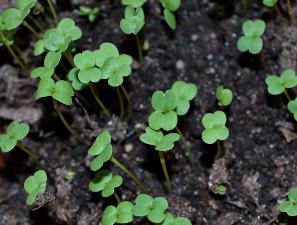 Radish sprouts